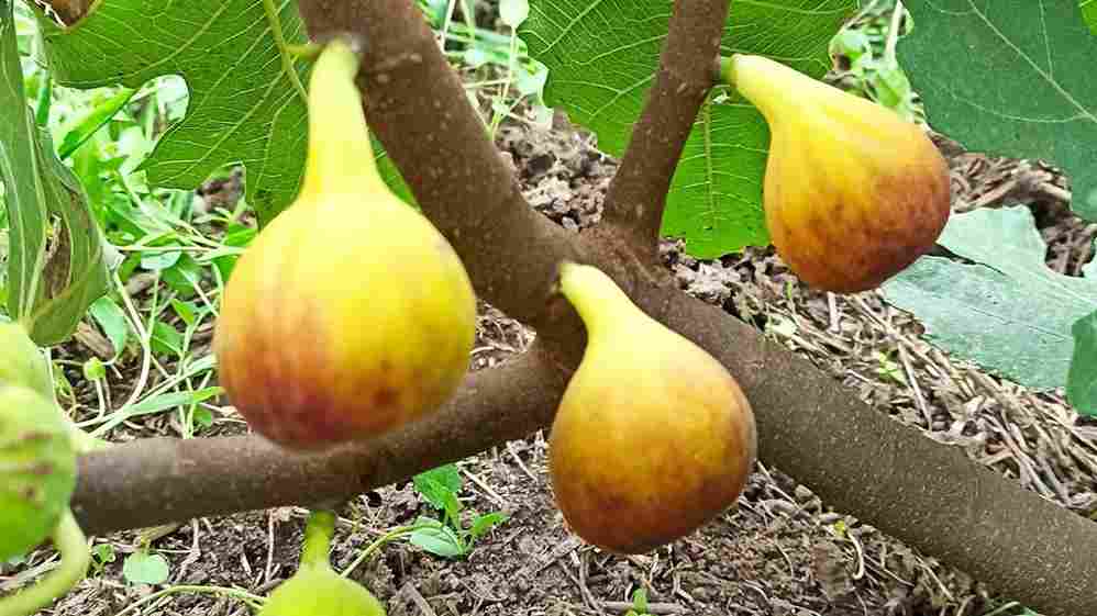 تصویر 1 از انجیر گلابی ازمیر با طعم شیرین و ظاهر جذاب
